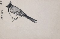 藏品(鳥)的圖片