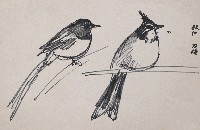 藏品(鳥)的圖片