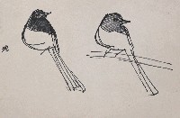 藏品(鳥)的圖片