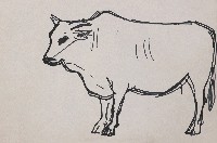 藏品(牛)的圖片