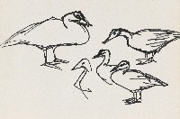 藏品(鴨(四隻))的圖片