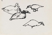 藏品(鴨(五隻))的圖片