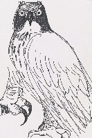 藏品(鷹)的圖片