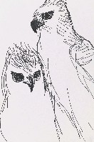 藏品(鷹)的圖片