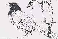 藏品(鳥)的圖片