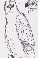 藏品(鷹)的圖片