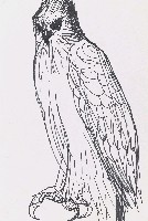 藏品(鷹)的圖片