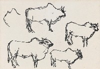 藏品(牛)的圖片