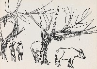 藏品(牛)的圖片