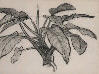 藏品(山芋)的圖片