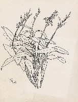 藏品(蘭花)的圖片