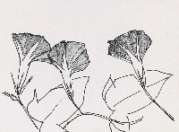 藏品(牽牛花)的圖片