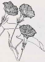 藏品(牽牛花)的圖片