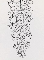 藏品(花)的圖片