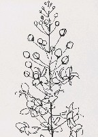 藏品(花)的圖片