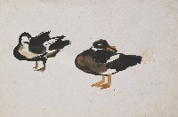 藏品(雙鴨)的圖片