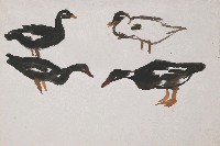 藏品(鴨)的圖片