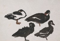 藏品(鴨)的圖片