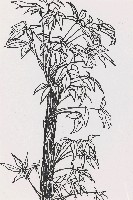 藏品(樹)的圖片