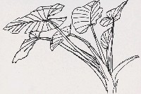 藏品(芋葉)的圖片