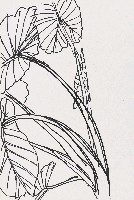 藏品(芋葉)的圖片