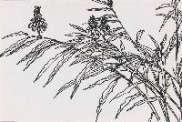 藏品(花)的圖片