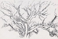 藏品(樹)的圖片