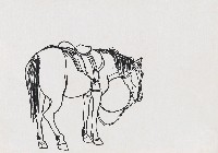 藏品(馬)的圖片