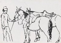 藏品(馬)的圖片