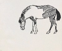 藏品(馬)的圖片