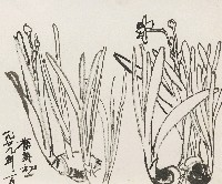 藏品(水仙)的圖片