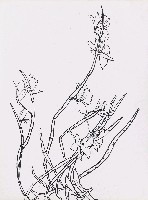 藏品(花)的圖片