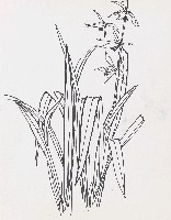 藏品(荷花)的圖片