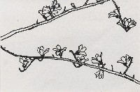 藏品(木棉花)的圖片