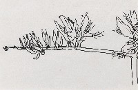 藏品(花)的圖片