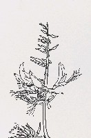 藏品(花)的圖片