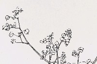 藏品(花)的圖片