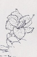 藏品(花)的圖片