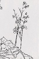 藏品(海棠花)的圖片