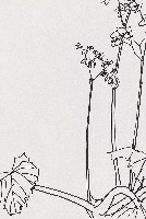 藏品(海棠花)的圖片