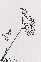 藏品(海棠花)的圖片