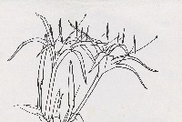 藏品(花)的圖片