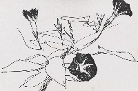 藏品(牽牛花)的圖片