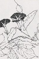 藏品(牽牛花)的圖片