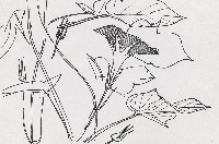 藏品(牽牛花)的圖片