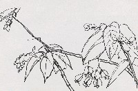 藏品(花)的圖片