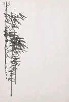 藏品(墨竹)的圖片