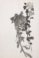 藏品(菊花)的圖片