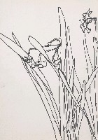 藏品(水仙花)的圖片