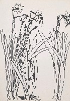 藏品(水仙花)的圖片